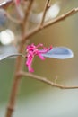 Chinese fringe flower Loropetalum chinense Firedance, red flowering shrub